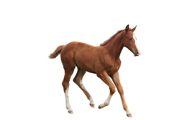 Young foal running free isolated on white