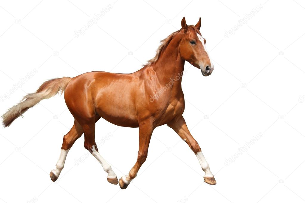 Chestnut brown horse running free on white background Stock Photo by  ©virgonira 56732917