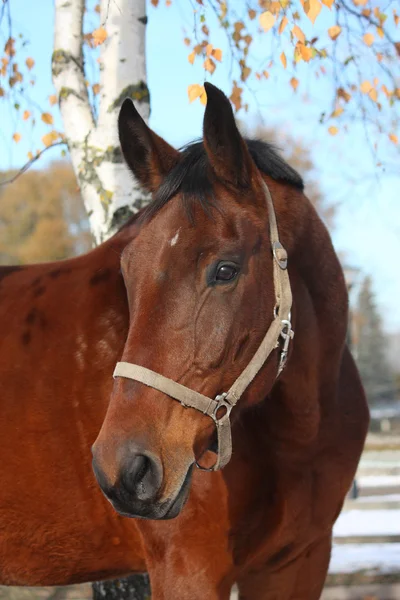Красивый портрет лошади осенью — стоковое фото