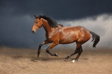 Beautiful wild brown horse galloping on sky clipart