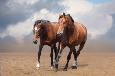 Two brown horses trotting free  clipart