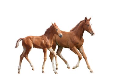 Two cute siblings horse foals running clipart