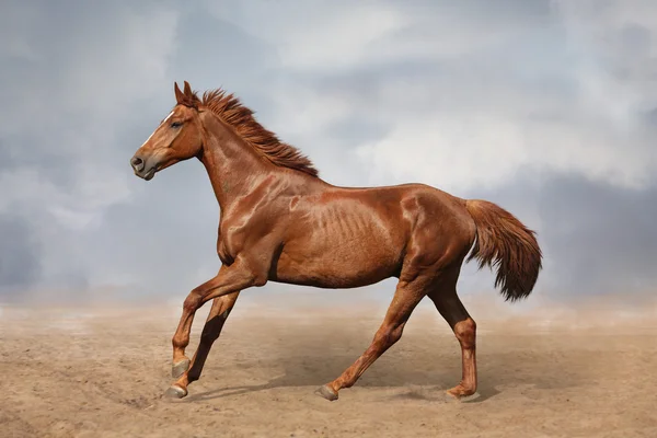 Beautiful wild brown horse galloping on sky