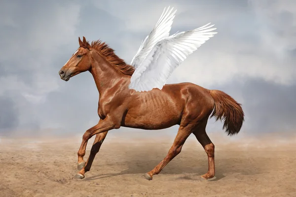 Hermoso caballo pegaso marrón galopando salvaje en el cielo — Foto de Stock