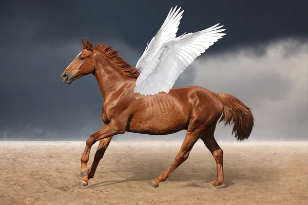 Hermoso caballo pegaso marrón galopando salvaje en el cielo — Foto de Stock
