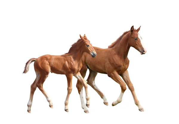 Two cute siblings horse foals running — Stock Photo, Image