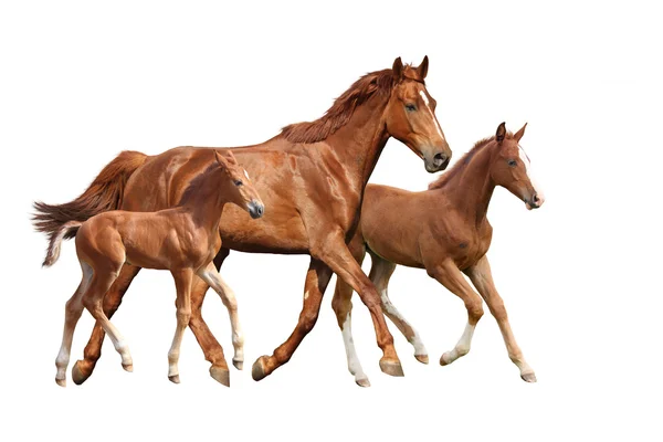 Gesztenye ló, és kettő a csikók futó elszigetelt fehér — Stock Fotó