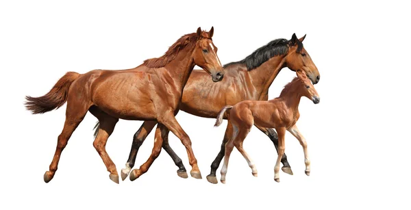 Ailesiyle birlikte ücretsiz çalışan kestane sevimli yavru