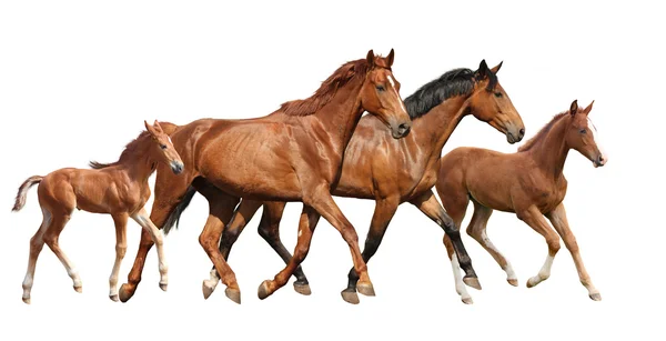 Dois cavalos castanhos e dois potros pequenos família correndo livre — Fotografia de Stock