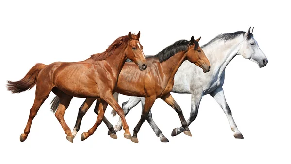 Vahşi atlar beyaz arka plan üzerinde running free sürüsü