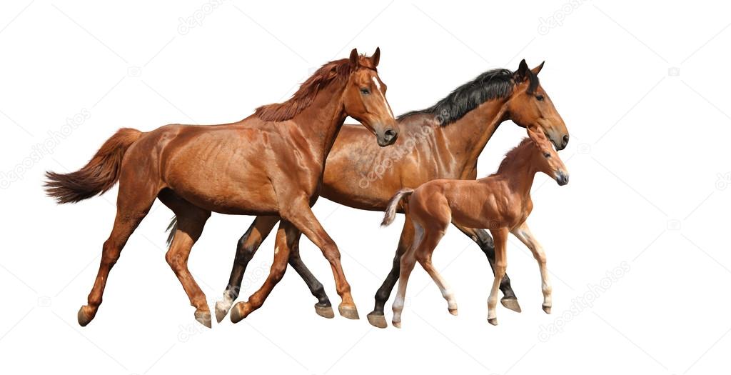 Chestnut cute foal running free with his parents