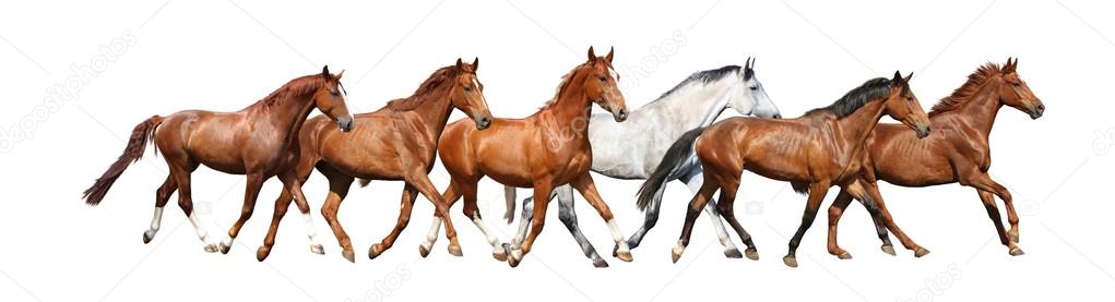 Herd of wild horses running free on white background