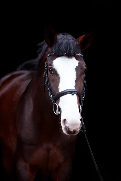 Beautiful bay horse portrait on black background