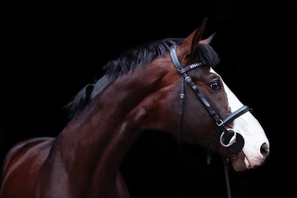 Piękna zatoka konia portret na czarnym tle — Zdjęcie stockowe