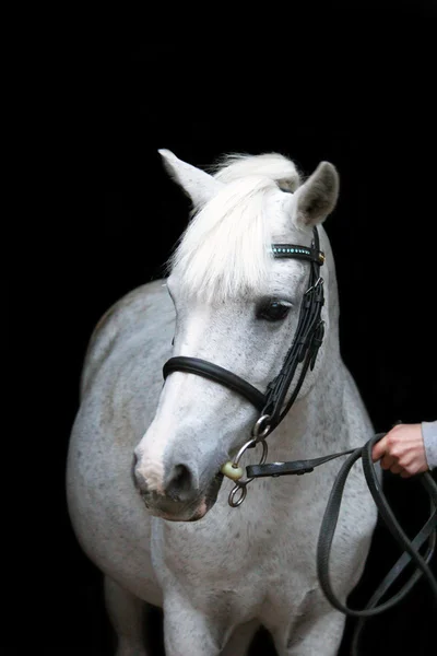 Portrét šedá roztomilý pony s uzdu — Stock fotografie