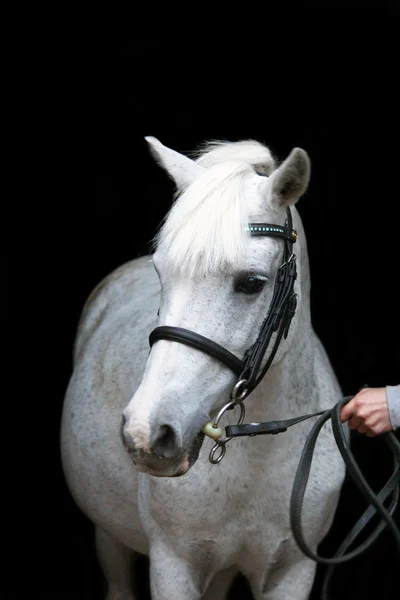 Gray cute pony portrait with bridle — Stock Photo, Image