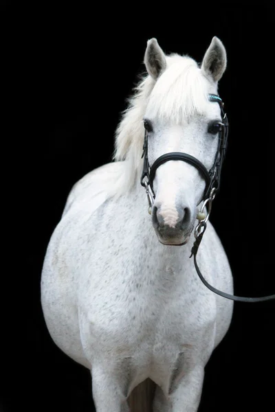 Grijze schattig pony portret met hoofdstel — Stockfoto