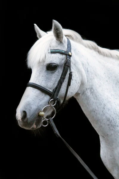 Gray cute pony portrait with bridle — Stock Photo, Image