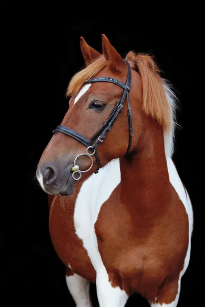 Beautiful skewbald welsh pony portrait — Stock Photo, Image