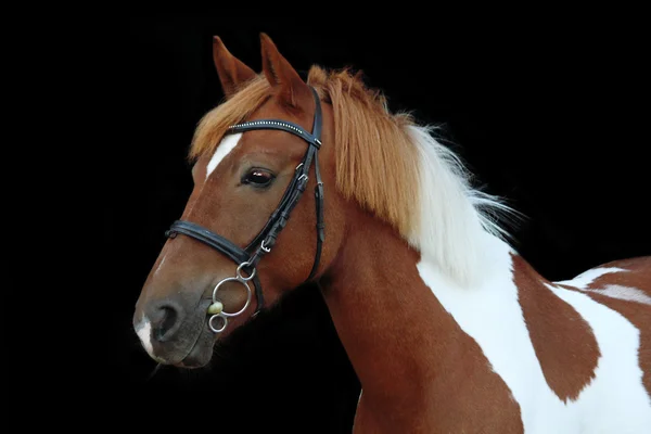 Mooie skewbald welsh pony portret — Stockfoto