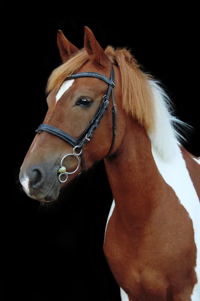 Schöne schräge walisische Pony Portrait — Stockfoto