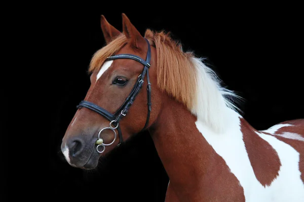 Красивий портрет валлійського поні скубальда — стокове фото