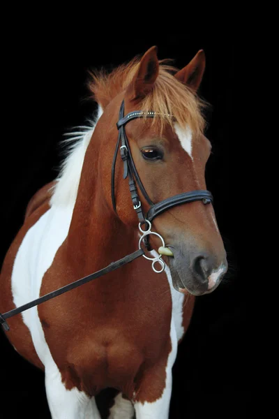 Hermoso retrato de pony galés calvo — Foto de Stock