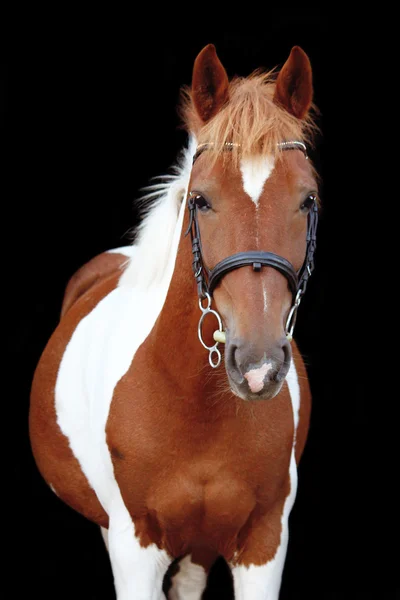 Schöne schräge walisische Pony Portrait — Stockfoto