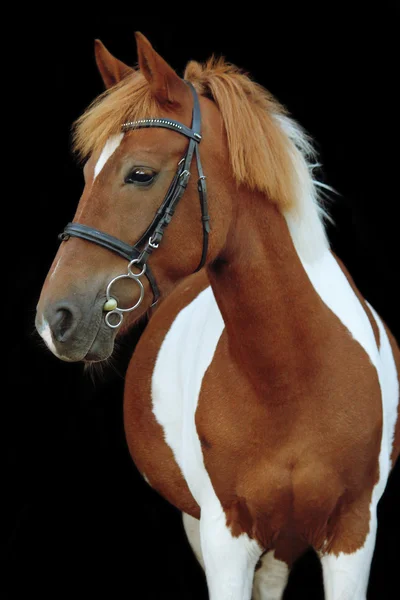 Beautiful skewbald welsh pony portrait — Stock Photo, Image