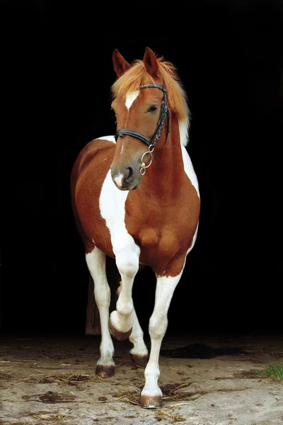 Adorable welsh skewbald pony lifting his leg — Stock Photo, Image