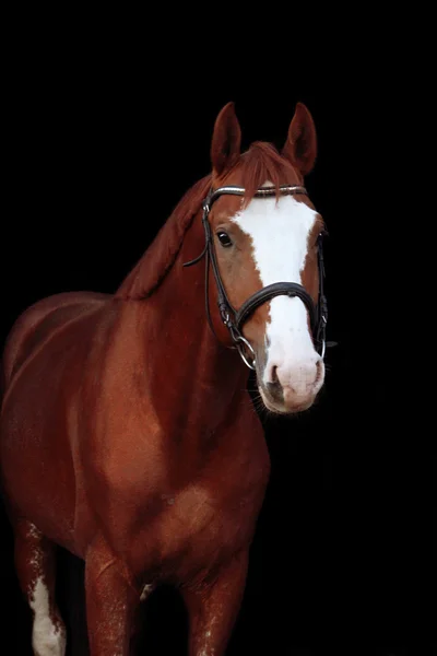 Chestnut stallion portrait on black background — Stock Photo, Image