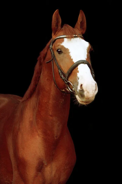 Kastanje hengst portret op zwarte achtergrond — Stockfoto