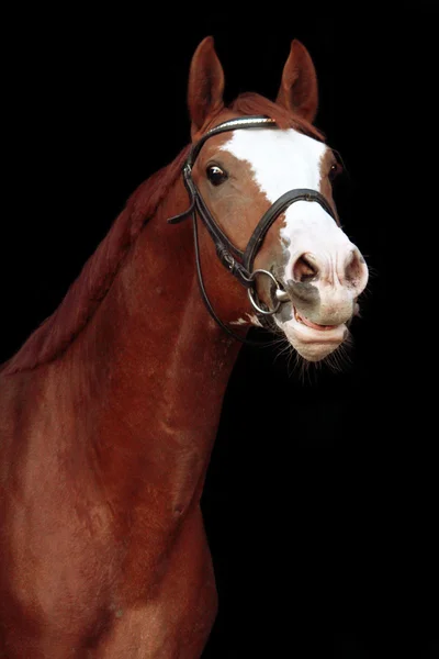Güzel kestane at kişneme portre — Stok fotoğraf