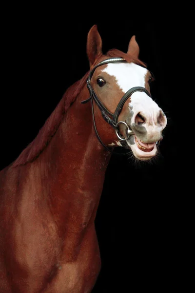 Mooi kastanje paard renkar portret — Stockfoto