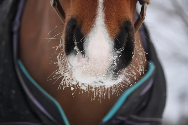 Close-up van baai paard ilyabyk83 — Stockfoto