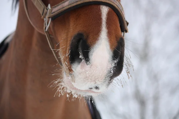 Närbild av bay häst nuzzle — Stockfoto