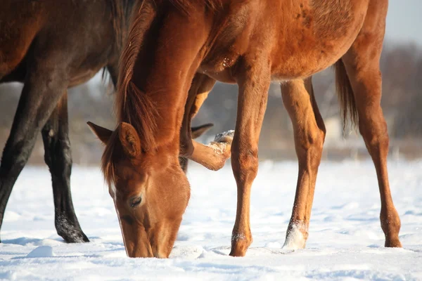 Castaño joven potro en la nieve — Foto de Stock