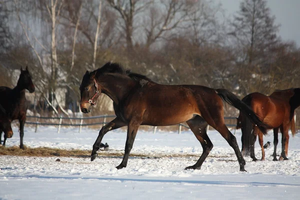 Bay horse running free in winter — Stock Photo, Image