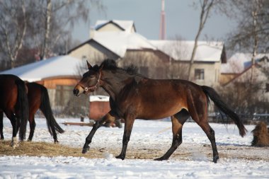 Kışın ücretsiz çalışan defne at
