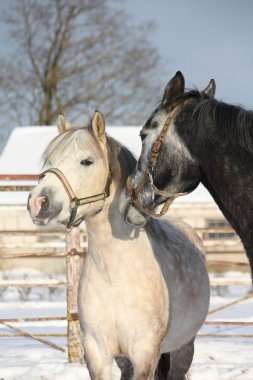 Şakacı mücadele iki gri midilli