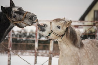 Şakacı mücadele iki gri midilli