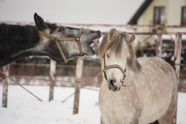 Beyaz midilli saldıran gri midilli