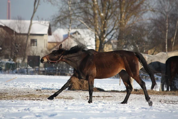Bay häst kör gratis på vintern — Stockfoto