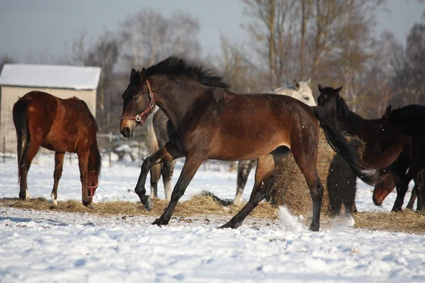 Bay horse running free in winter — Stock Photo, Image