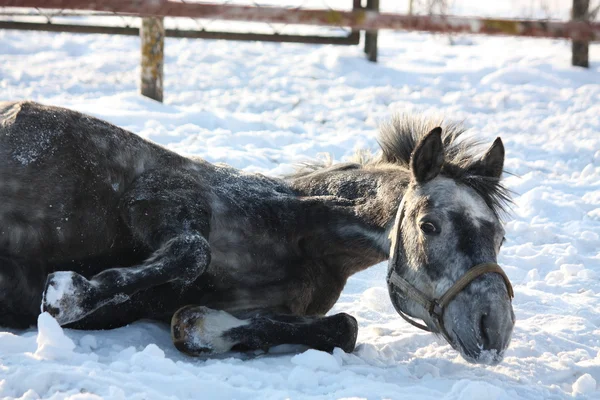 Graues Pony rollt im Schnee — Stockfoto