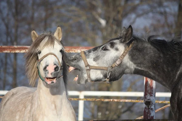 Dos ponis grises peleando juguetonamente — Foto de Stock
