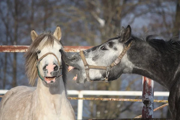 Två grå ponnyer kämpar lekfullt — Stockfoto