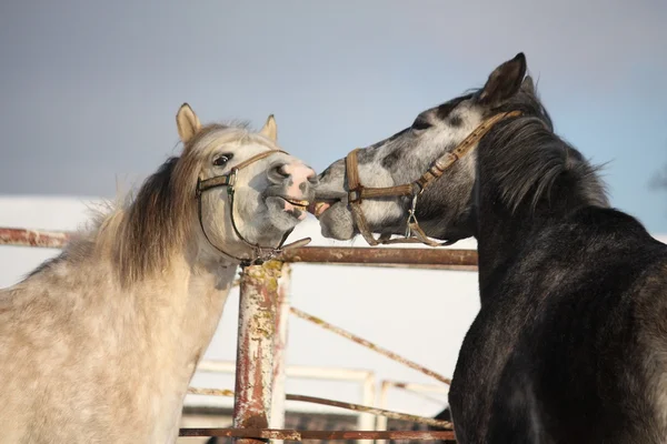 Two gray ponies fighting playfully — Stock Photo, Image