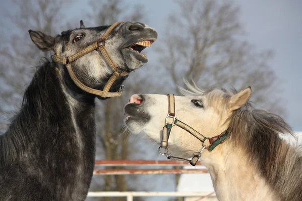 Два сірих поні борються грайливо — стокове фото
