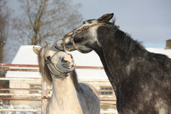 Two gray ponies fighting playfully — Stock Photo, Image